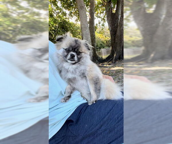 Medium Photo #15 Pominese Puppy For Sale in Weston, FL, USA