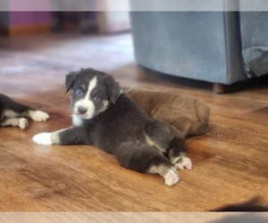 Miniature Australian Shepherd Puppy for Sale in DALTON CITY, Illinois USA