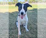 Small #2 Border Collie Mix