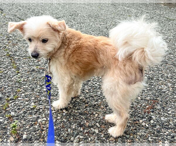 Medium Photo #9 Maltese-Unknown Mix Puppy For Sale in Corona, CA, USA