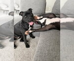 Small #7 American Bulldog Mix