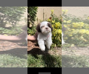 Shih Tzu Puppy for sale in VISALIA, CA, USA