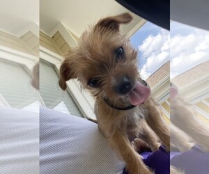 Biewer Terrier-Norfolk Terrier Mix Puppy for sale in CHARLOTTE, NC, USA