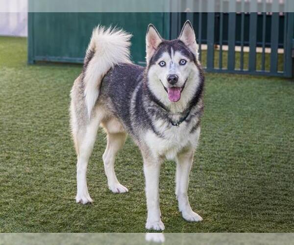 Medium Photo #2 Siberian Husky Puppy For Sale in Pasadena, CA, USA
