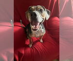Small #17 Mountain Cur Mix