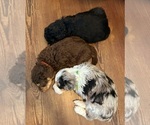 Small Photo #3 Aussiedoodle Puppy For Sale in CATAWBA, SC, USA