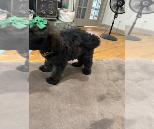 Medium Photo #4 Saint Berdoodle Puppy For Sale in DINWIDDIE, VA, USA