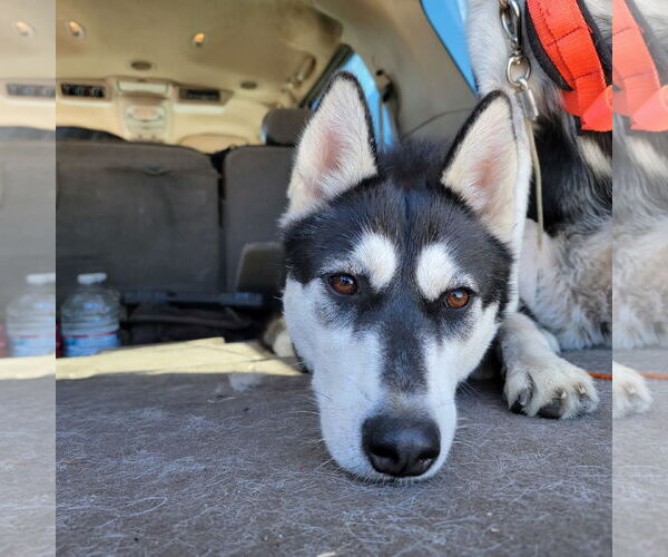 Medium Photo #6 Siberian Husky Puppy For Sale in Pacific grove , CA, USA