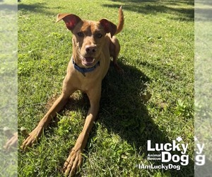 Labrador Retriever-Retriever  Mix Dogs for adoption in Washington, DC, USA