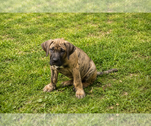 Presa Canario Puppy for sale in ANSON, ME, USA