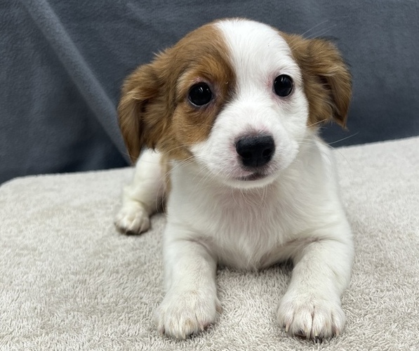 Medium Photo #10 Chiweenie Puppy For Sale in SAINT AUGUSTINE, FL, USA