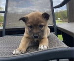 Small #1 Alaskan Husky-Border Collie Mix