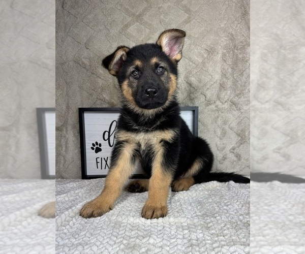 Medium Photo #3 German Shepherd Dog Puppy For Sale in INDIANAPOLIS, IN, USA