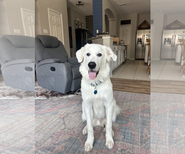 Medium Photo #1 Great Pyrenees Puppy For Sale in Dallas, TX, USA