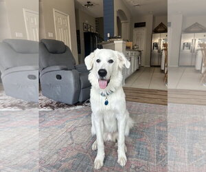 Great Pyrenees Dogs for adoption in Dallas, TX, USA