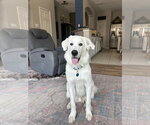 Kodi - Male Great Pyrenees Dog for Adoption - Small photo