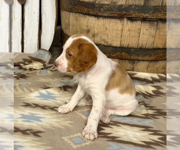 Medium Photo #5 Brittany Puppy For Sale in ORRUM, NC, USA