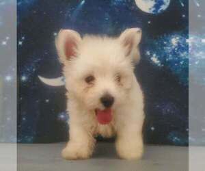 West Highland White Terrier Puppy for sale in MOUNTAINBURG, AR, USA