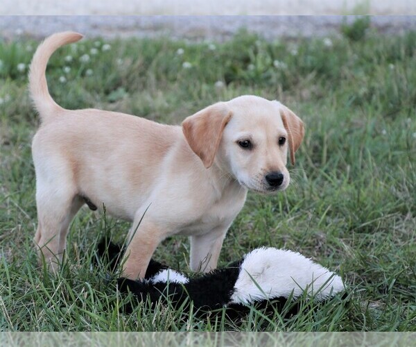 Medium Photo #2 Labrador Retriever Puppy For Sale in SYRACUSE, IN, USA