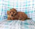 Small #4 Poodle (Miniature)