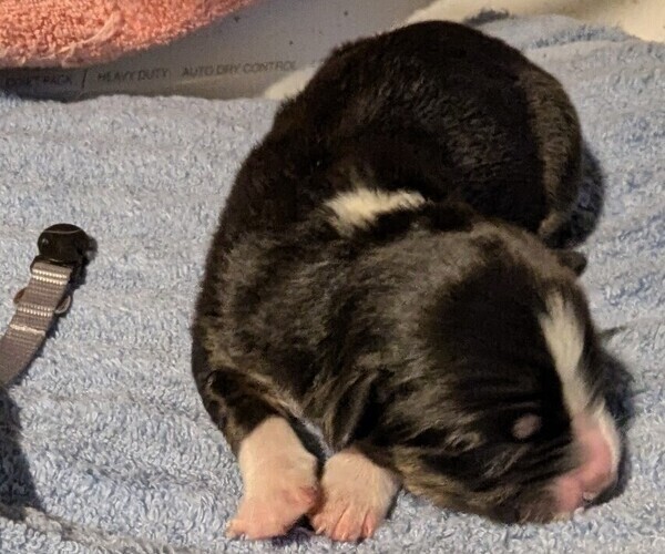 Medium Photo #39 Australian Shepherd Puppy For Sale in SYLVA, NC, USA