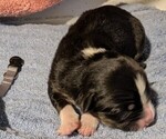 Small Photo #39 Australian Shepherd Puppy For Sale in SYLVA, NC, USA