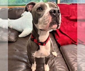 Mutt Dogs for adoption in Anchorage, AK, USA