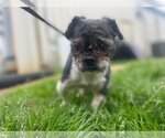 Small #2 Shih Tzu Mix