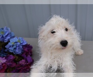Schnoodle (Standard) Puppy for sale in HUDSON, MI, USA