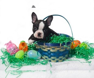 Boston Terrier Puppy for sale in TRUSSVILLE, AL, USA