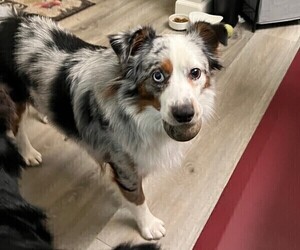 Father of the Miniature Australian Shepherd puppies born on 01/05/2023