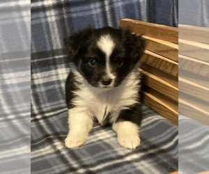 Miniature Australian Shepherd Puppy for Sale in FORT MORGAN, Colorado USA