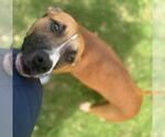 Small #1 American Pit Bull Terrier Mix
