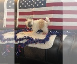 Small #2 Shih Tzu