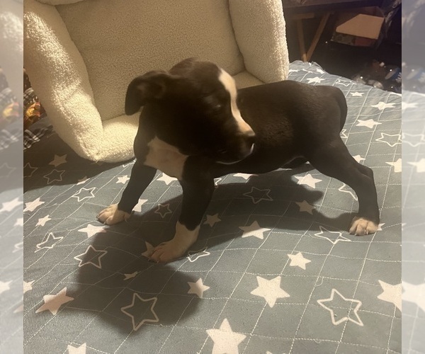 Medium Photo #6 American Pit Bull Terrier Puppy For Sale in BUFFALO, NY, USA