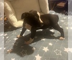 Small Photo #6 American Pit Bull Terrier Puppy For Sale in BUFFALO, NY, USA