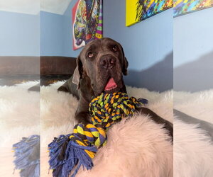 Mutt Dogs for adoption in Goodyear, AZ, USA