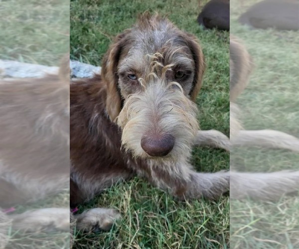 Medium Photo #1 German Wirehaired Pointer Puppy For Sale in Scottsboro, AL, USA