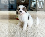 Small Photo #4 Bernedoodle (Miniature) Puppy For Sale in GREENWOOD, IN, USA