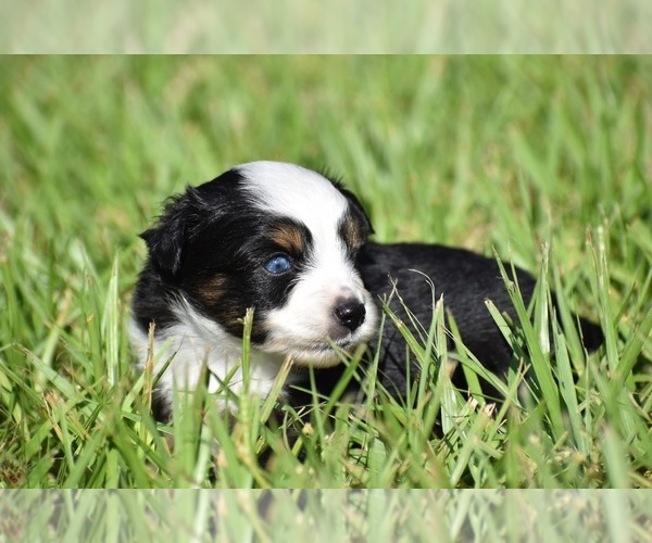 Medium Photo #3 Miniature Australian Shepherd Puppy For Sale in PALM COAST, FL, USA