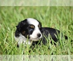 Small #2 Miniature Australian Shepherd