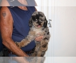 Small #18 Poodle (Miniature)