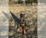 Small #5 Doberman Pinscher