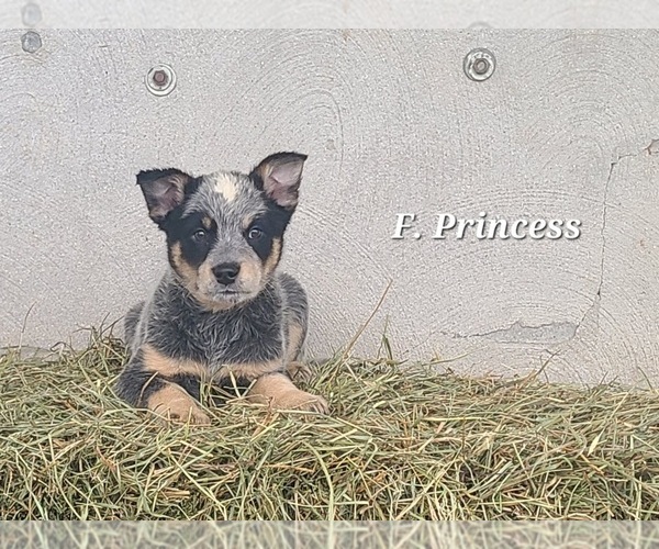 Medium Photo #2 Australian Cattle Dog Puppy For Sale in NATHALIE, VA, USA