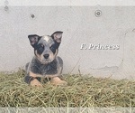 Small #1 Australian Cattle Dog