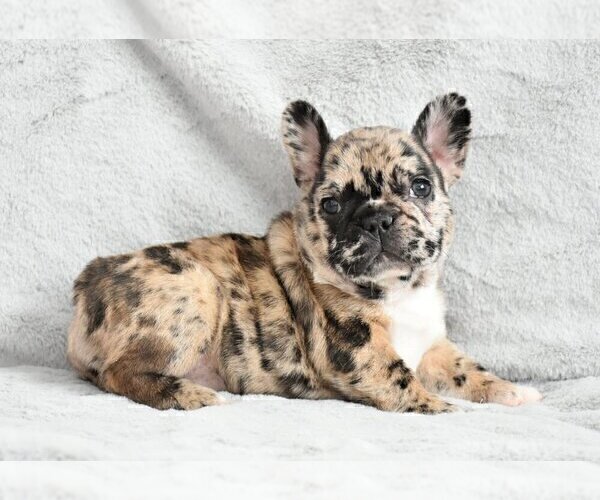 Medium Photo #3 French Bulldog Puppy For Sale in COPPELL, TX, USA