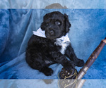 Small Photo #6 Portuguese Water Dog Puppy For Sale in NAMPA, ID, USA