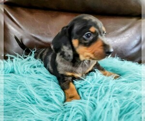 Dachshund Puppy for sale in BRISTOL, TN, USA