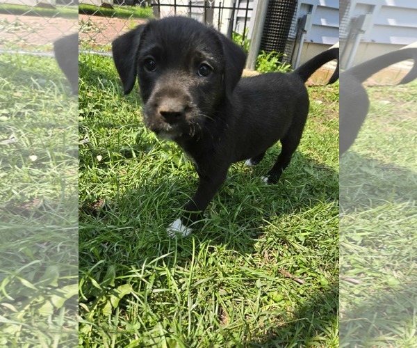 Medium Photo #3 Mutt Puppy For Sale in Minneapolis, MN, USA