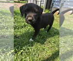 Small #2 Mutt